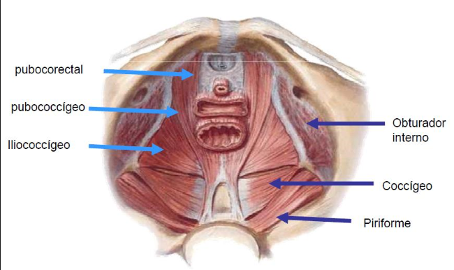 Suelo pélvico